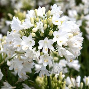 Agapanthus White Flower Bulbs