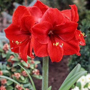 Amaryllis Jumbo Flower Bulbs