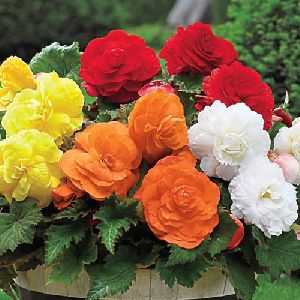 Begonia Mix Flower Bulbs