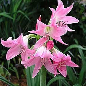 Crinum Lily Pink Flower Bulbs
