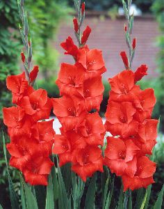 Gladiolus Red Flower Bulbs