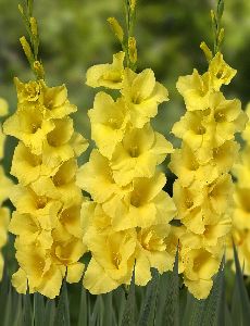 Gladiolus Yellow Flower Bulbs