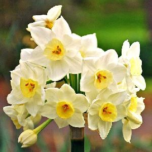 Nargis Mixed Flower Bulbs