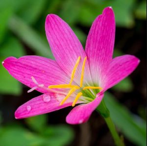 Rain Lily Rose Pink Flower Bulbs
