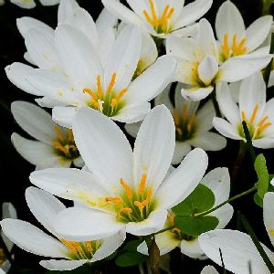 Rain Lily White Flower Bulbs