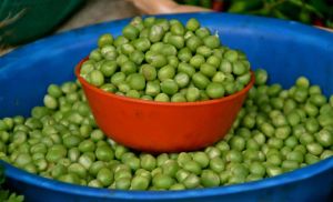 Green Chickpeas