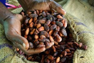 High Quality Cocoa Beans For Sale