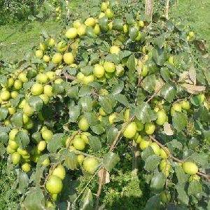 Apple Ber plant