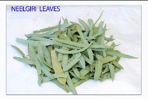 Dry Nilgiri Leaves