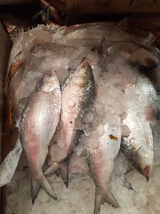 Hilsa Fish