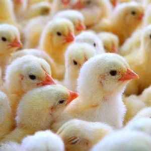 Cockrail Chicks