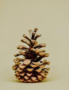 Dried Pine Cone