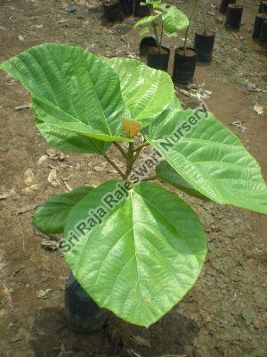 fig plant