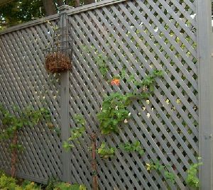 Lattice Trellis