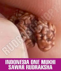 Indonesia One Mukhi Sawar Rudraksha