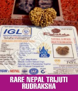 Rare Nepal Trijuti Rudraksha