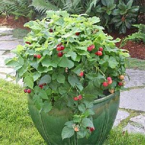 Raspberry Plants