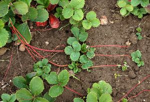 Strawberry Runner Pins