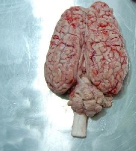 Buffalo Brain