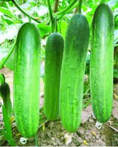 F1 Shabnam 111 Cucumber Seeds