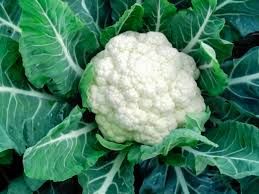 F1 Snow White Cauliflower Seeds