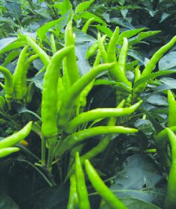 F1 Suraj Chilli Seeds