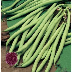 Research 66 Cluster Beans Seeds