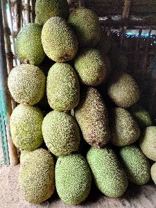 Fresh Green jackfruit