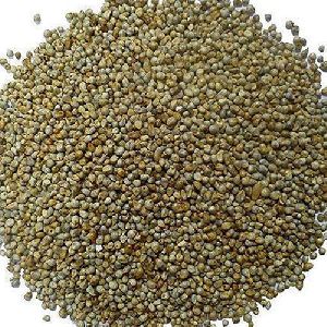Organic Bajra Seeds