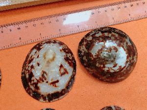 OVAL LIMPET SHELLS