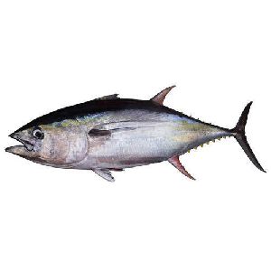 Fresh Tuna Fish