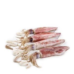 Fresh Squid Fish