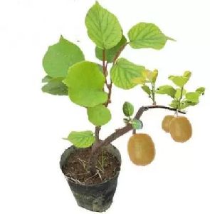 Kiwi Fruit Plant