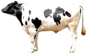 HF Bull Semen