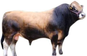 JY Bull Semen