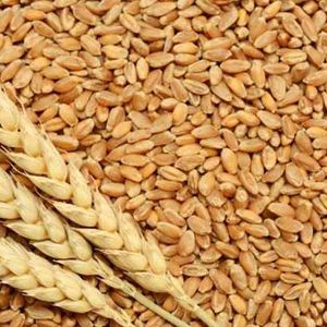 bansi wheat