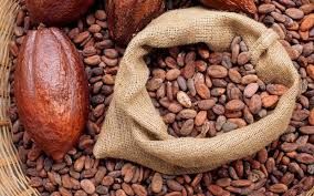 DRY BROKEN COCOA BEANS