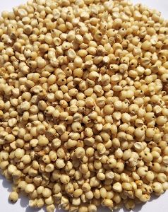 Bajra Seeds