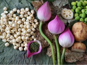 DRIED  LOTUS  SEED