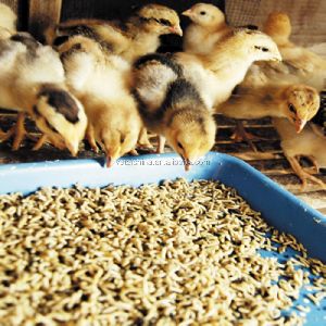 WHOLESALE CHICKEN FEED , BROILER CHICKEN PREMIX