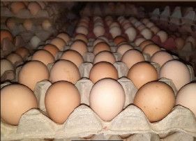 Nattu koli eggs