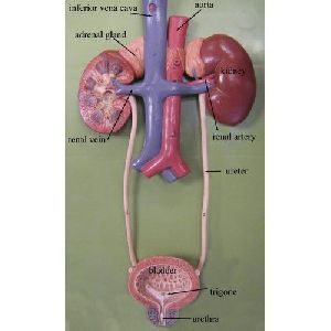 Kidney Human Model