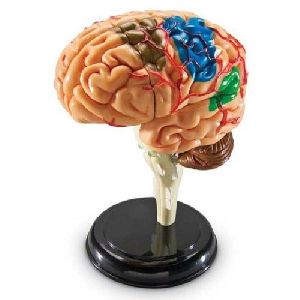 Small Brain Human Model