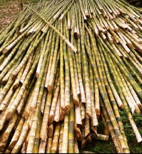 Bonkise bamboo