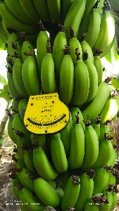 fresh bananas