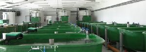 RAS Aquaculture System