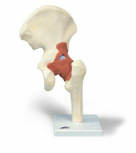 Artificial Hip Joint Human Anatomy Model