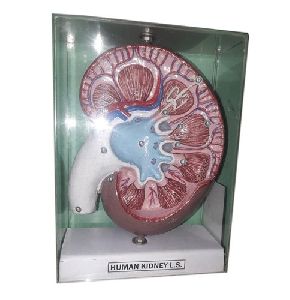 Human Kidney Anatomical Model