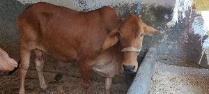 sahiwal Cow Supplier In karnal