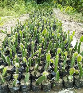 Dragon Fruit Plant